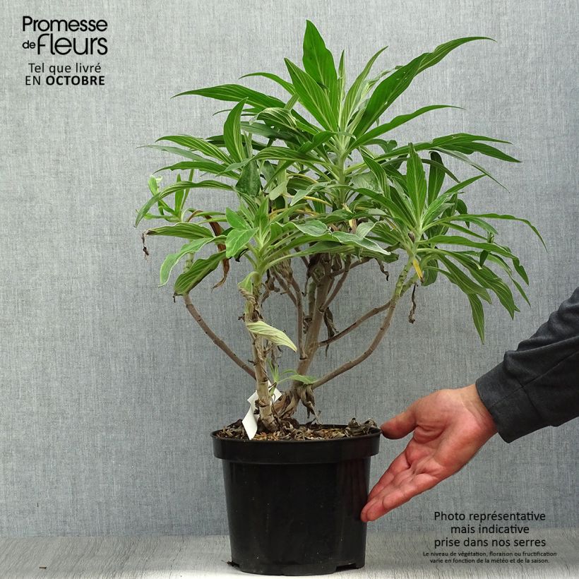 Exemplar von Echium candicans - Madeira-Natternkopf Topf mit 3L/4L wie im Herbst geliefert