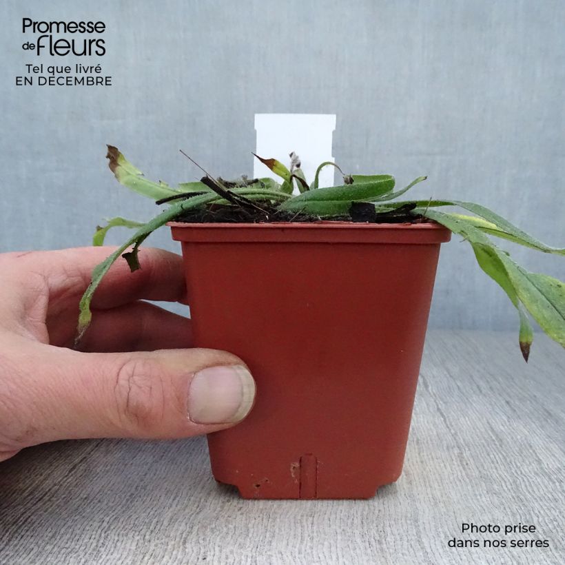 Exemplar von Echium russicum - Roter Natternkopf Kleine Töpfe von 8/9 cm wie im Winter geliefert