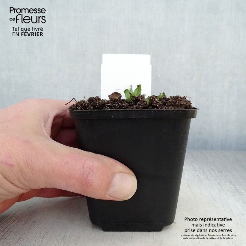 Exemplar von Echium vulgare - Gemeiner Natternkopf Kleine Töpfe von 8/9 cm wie im Winter geliefert