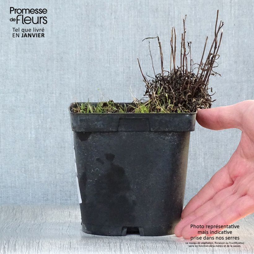 Exemplar von Alpen-Edelweiß - Leontopodium alpinum Topf mit 2L/3L wie im Winter geliefert