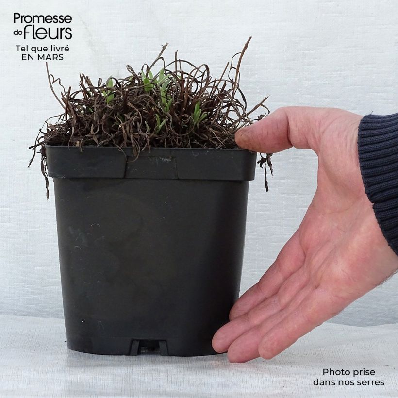 Exemplar von Alpen-Edelweiß - Leontopodium alpinum Topf mit 2L/3L wie im Frühjahr geliefert