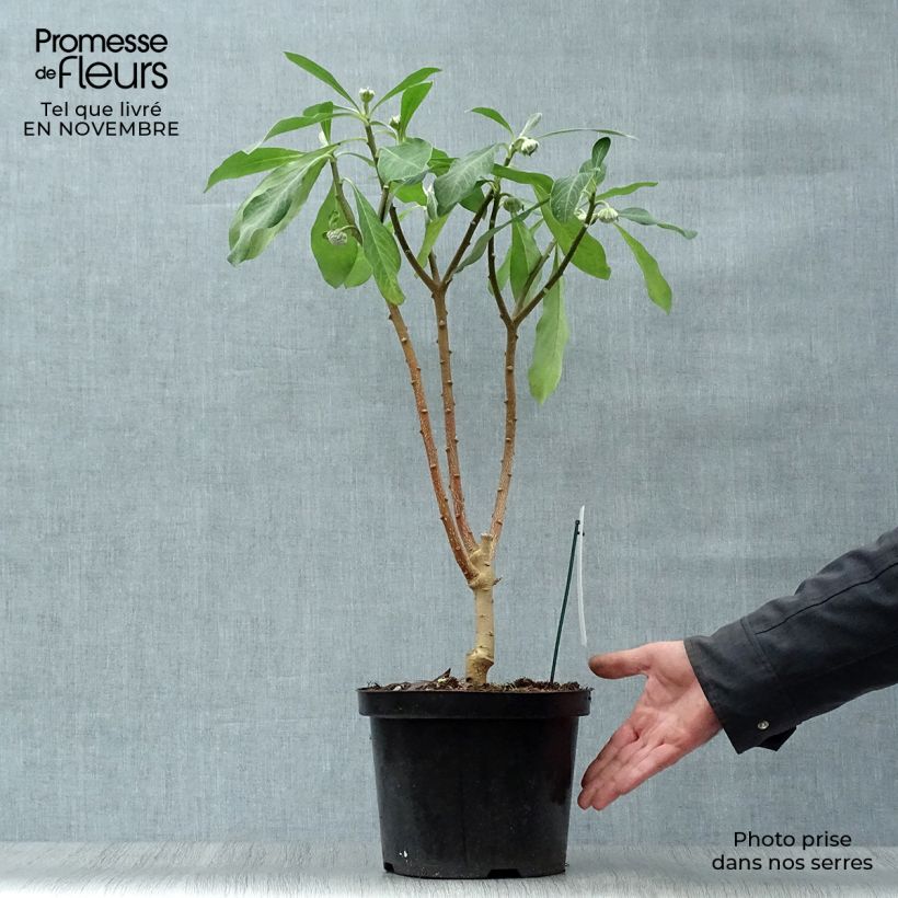 Exemplar von Edgeworthia chrysantha Grandiflora - Edgeworthie Topf mit 4L/5L wie im Herbst geliefert