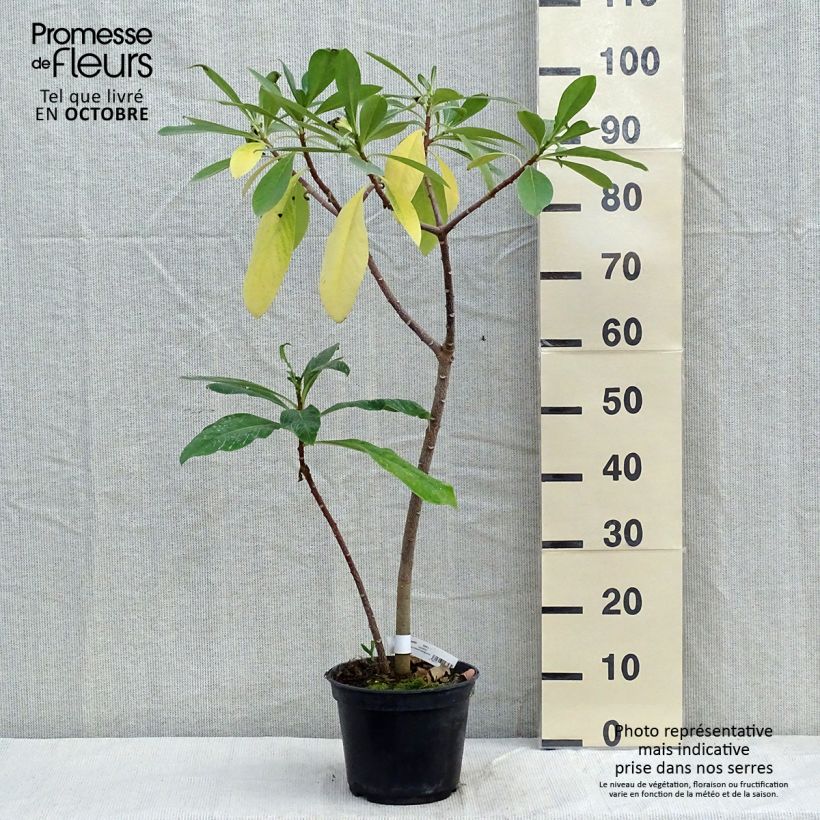 Exemplar von Edgeworthia chrysantha Nanjing Gold - Edgeworthie Topf mit 2L/3L wie im Herbst geliefert