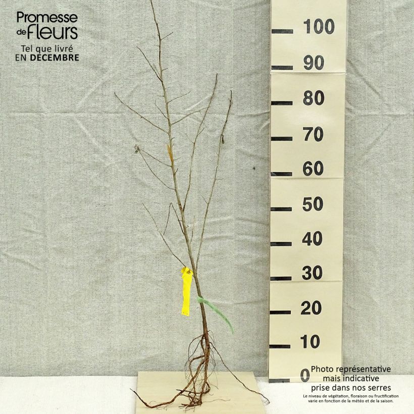 Exemplar von Schmalblättrige Ölweide - Elaeagnus angustifolia Wurzelnackt wie im Winter geliefert