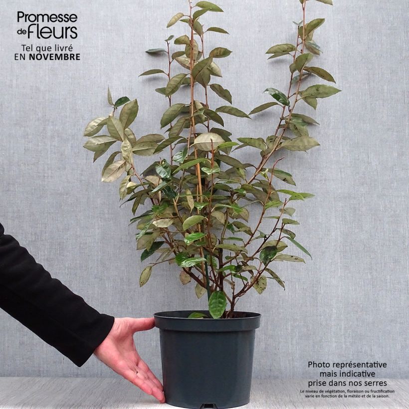 Exemplar von Wintergrüne Ölweide - Elaeagnus ebbingei Topf mit 4L/5L wie im Herbst geliefert