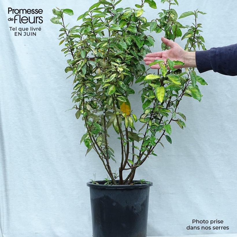 Exemplar von Wintergrüne Ölweide Limelight - Elaeagnus ebbingei Topf mit 7,5L/10L wie im Sommer geliefert