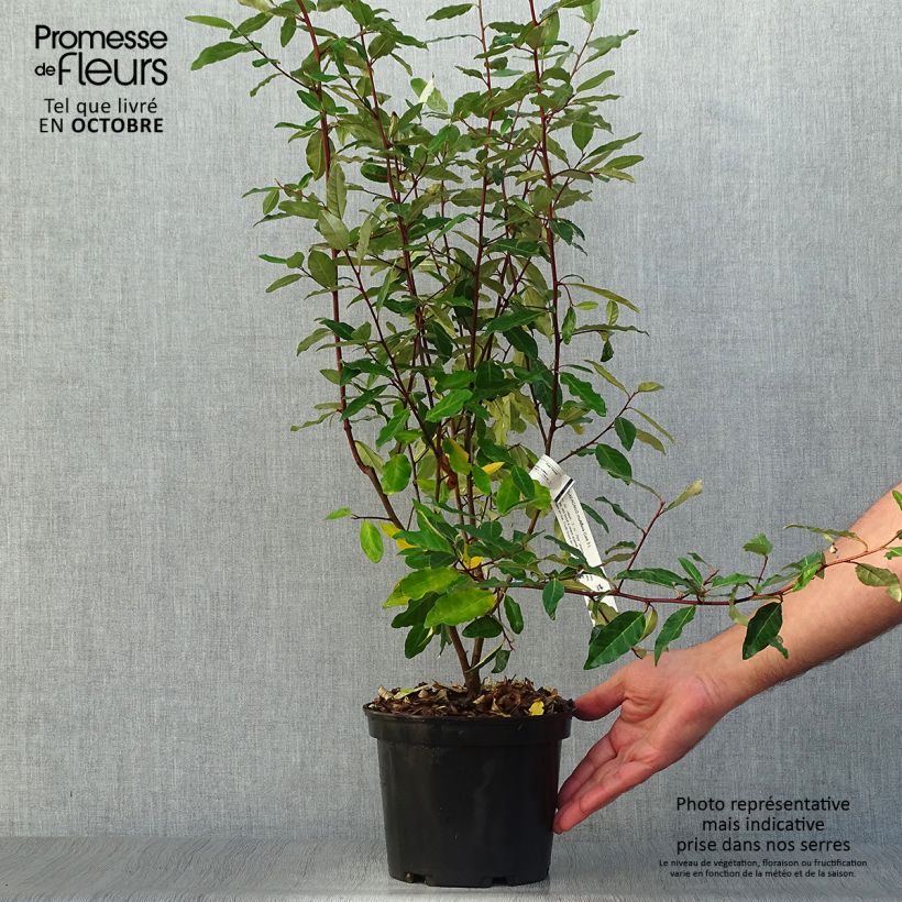 Exemplar von Vielblumige Ölweide - Elaeagnus multiflora Topf mit 2L/3L wie im Herbst geliefert