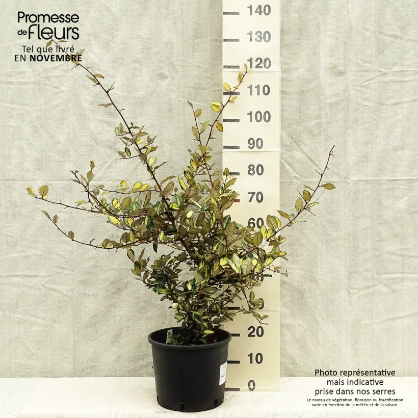 Exemplar von Stechende Ölweide Maculata - Elaeagnus pungens Topf mit 12L/15L wie im Herbst geliefert