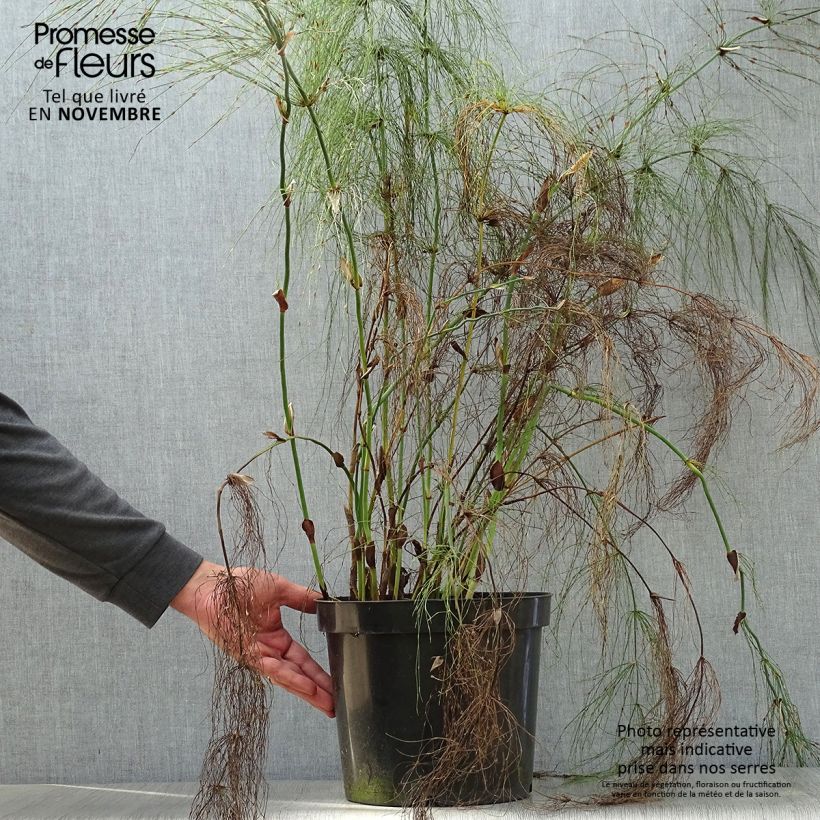 Exemplar von Elegia capensis - Fontänen-Binse Topf mit 7,5L/10L wie im Herbst geliefert