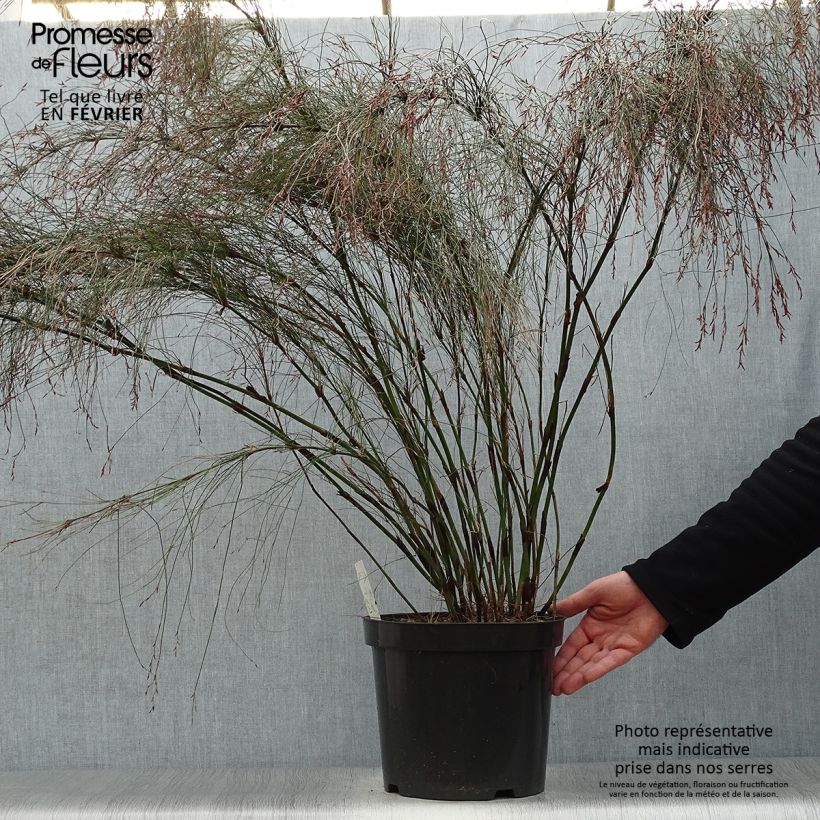 Exemplar von Elegia capensis - Fontänen-Binse Topf mit 7,5L/10L wie im Winter geliefert