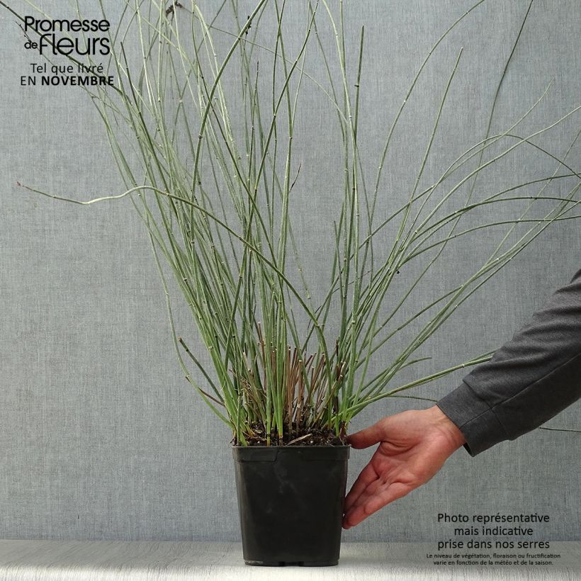 Exemplar von Elegia elephantina Topf mit 2L/3L wie im Herbst geliefert