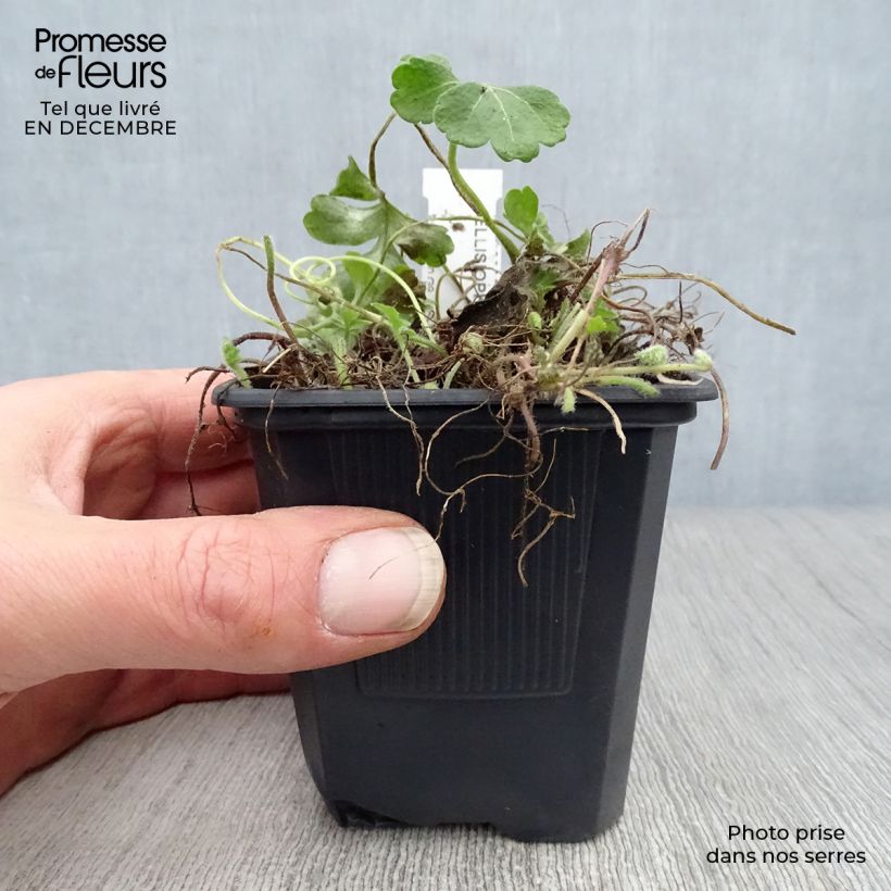 Exemplar von Ellisiophyllum pinnatum - Taiwanesische Schattenblume Kleine Töpfe von 8/9 cm wie im Winter geliefert