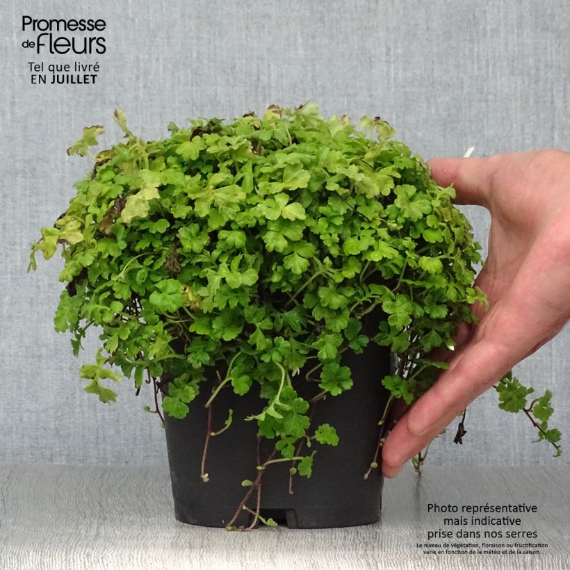 Exemplar von Ellisiophyllum pinnatum - Taiwanesische Schattenblume Topf mit 2L/3L wie im Sommer geliefert