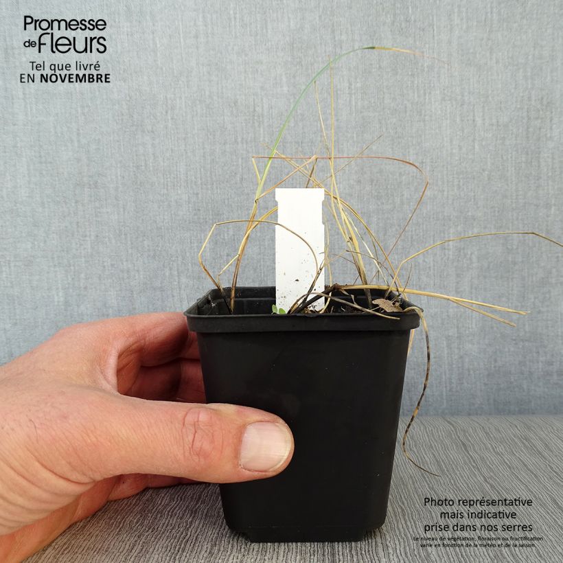 Exemplar von Elymus magellanicus - Magellan-Gras Kleine Töpfe von 8/9 cm wie im Herbst geliefert