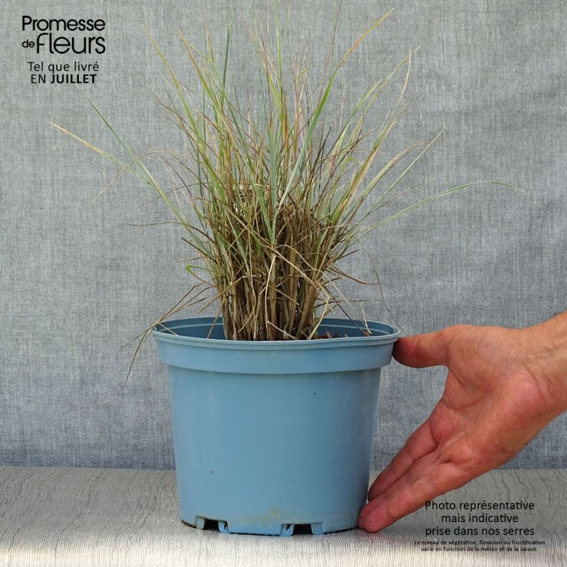 Exemplar von Elymus magellanicus - Magellan-Gras Topf mit 2L/3L wie im Sommer geliefert