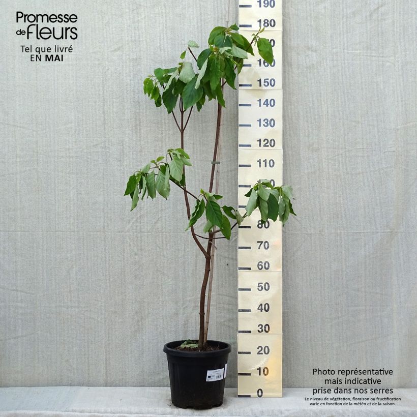 Exemplar von Emmenopterys henryi Topf mit 12L/15L wie im Frühjahr geliefert