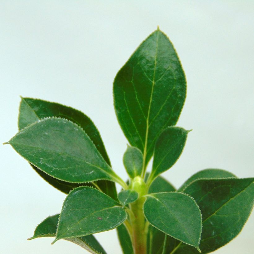 Enkianthus campanulatus - Prachtglocke (Laub)