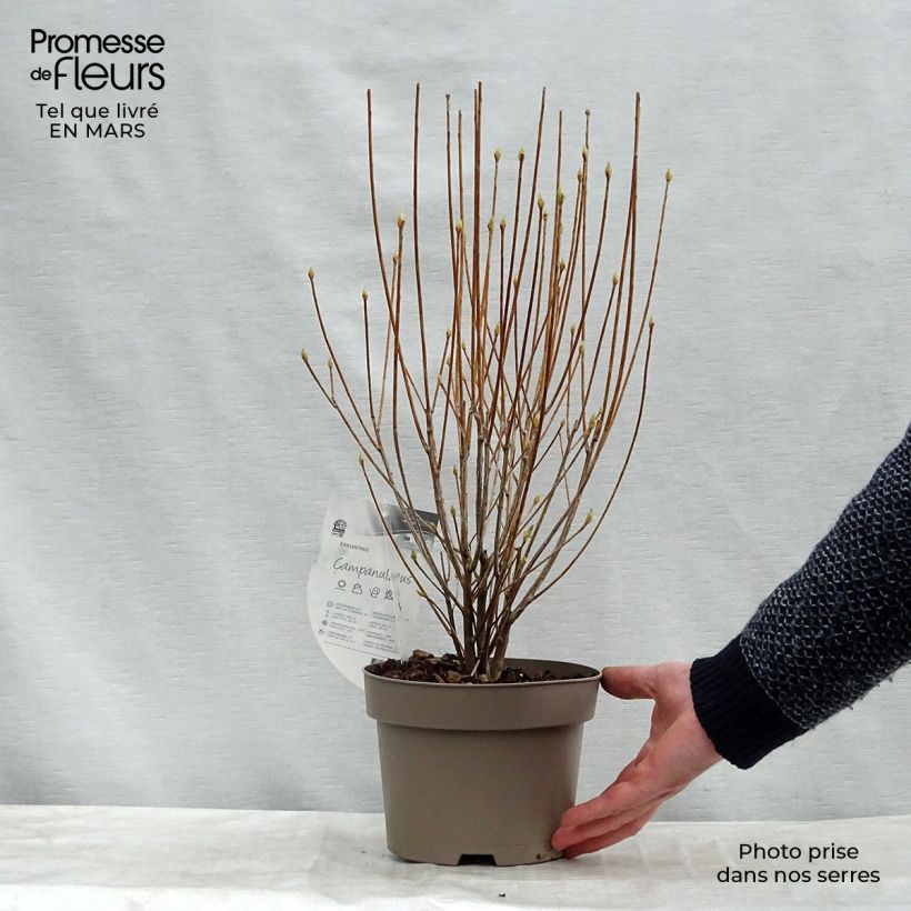 Exemplar von Enkianthus campanulatus - Prachtglocke Topf mit 2L/3L wie im Frühjahr geliefert