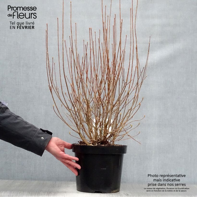 Exemplar von Enkianthus campanulatus - Prachtglocke Topf mit 7,5L/10L wie im Winter geliefert