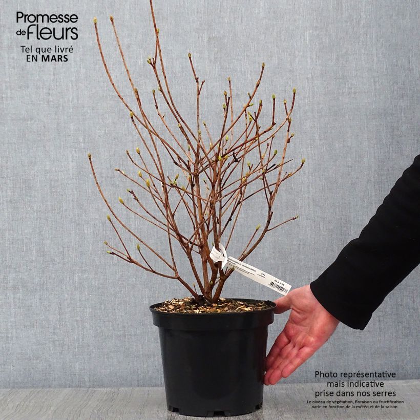 Exemplar von Enkianthus campanulatus Red Bells - Prachtglocke Topf mit 2L/3L wie im Winter geliefert