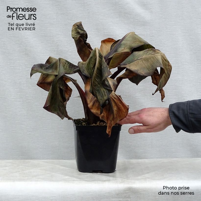 Exemplar von Ensete ventricosum Maurelii - Abessinische Banane Topf mit 2L/3L wie im Winter geliefert