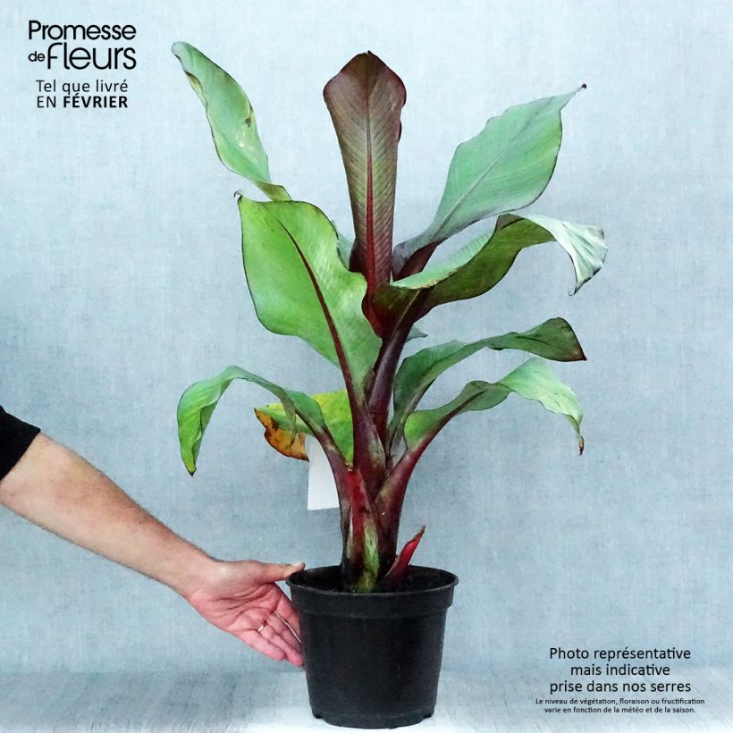 Exemplar von Ensete ventricosum Maurelii - Abessinische Banane Topf mit 4L/5L wie im Herbst geliefert