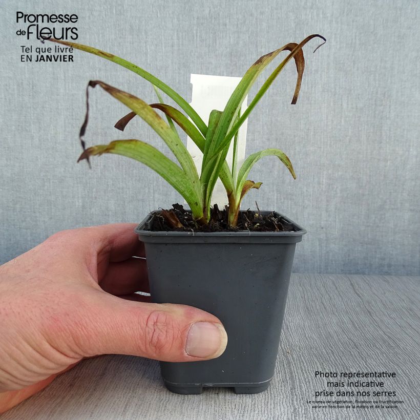 Exemplar von Tradescantia andersoniana Blue and Gold - Dreimasterblume Kleine Töpfe von 8/9 cm wie im Winter geliefert