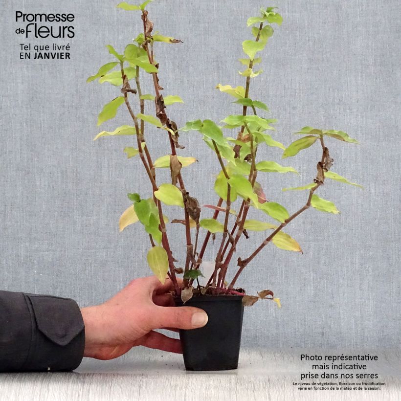 Exemplar von Tradescantia andersoniana Blushing Bride - Dreimasterblume Kleine Töpfe von 8/9 cm wie im Winter geliefert