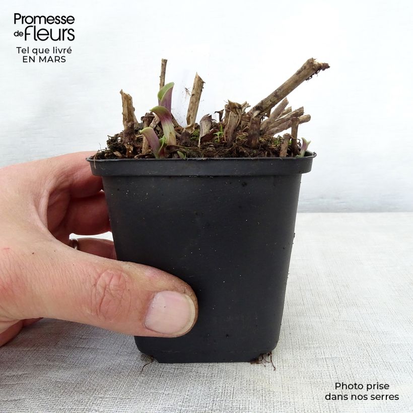 Exemplar von Tradescantia andersoniana Blushing Bride - Dreimasterblume Kleine Töpfe von 8/9 cm wie im Frühjahr geliefert