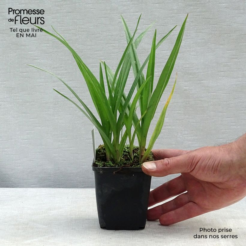 Exemplar von Tradescantia andersoniana JC Weguelin - Dreimasterblume Kleine Töpfe von 8/9 cm wie im Frühjahr geliefert