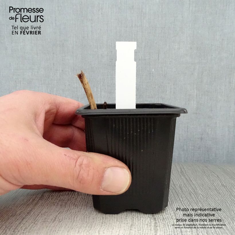 Exemplar von Tradescantia andersoniana Karminglut - Dreimasterblume Kleine Töpfe von 8/9 cm wie im Winter geliefert