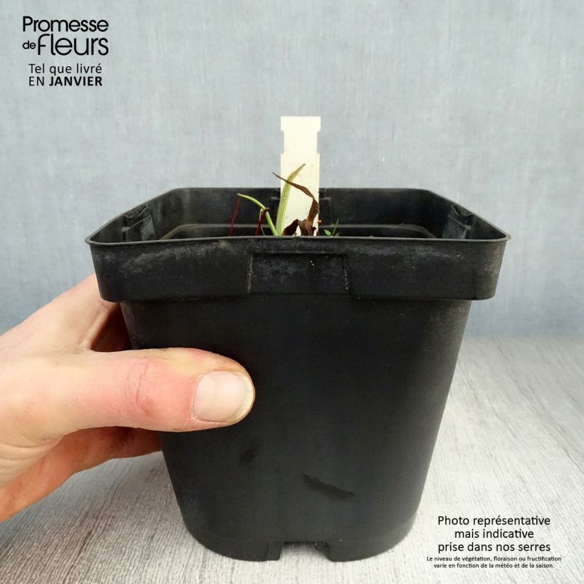 Exemplar von Tradescantia andersoniana Osprey - Dreimasterblume Topf mit 2L/3L wie im Winter geliefert