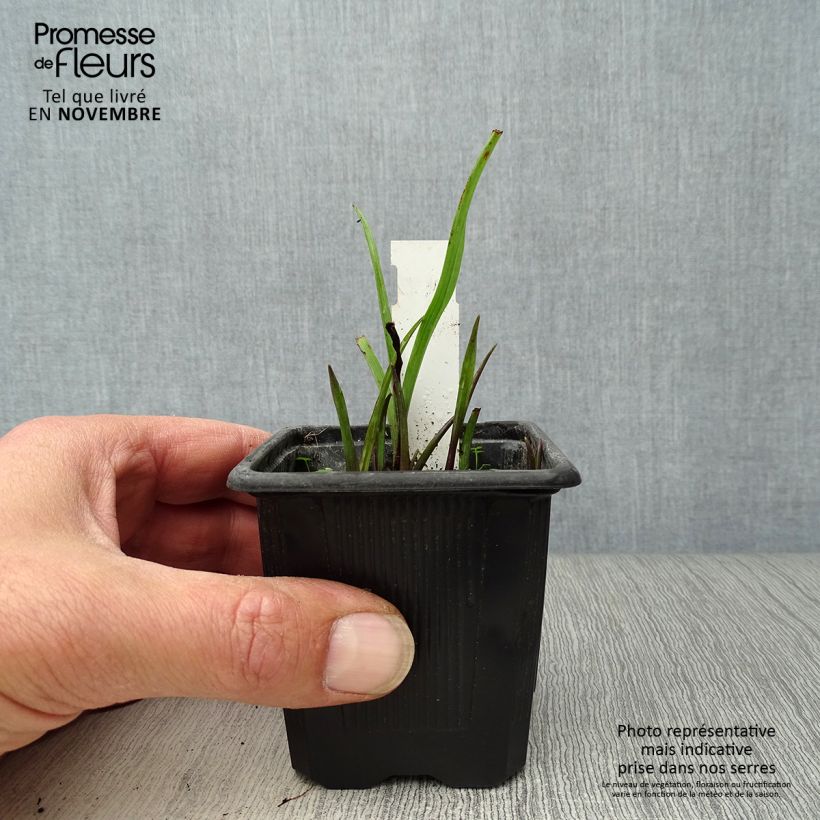 Exemplar von Tradescantia andersoniana Sweet Kate - Dreimasterblume Kleine Töpfe von 8/9 cm wie im Herbst geliefert