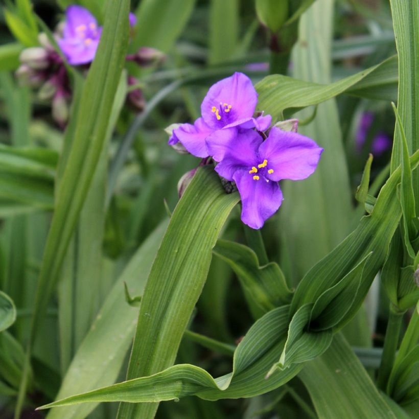 Tradescantia andersoniana Concord Grape - Dreimasterblume (Laub)