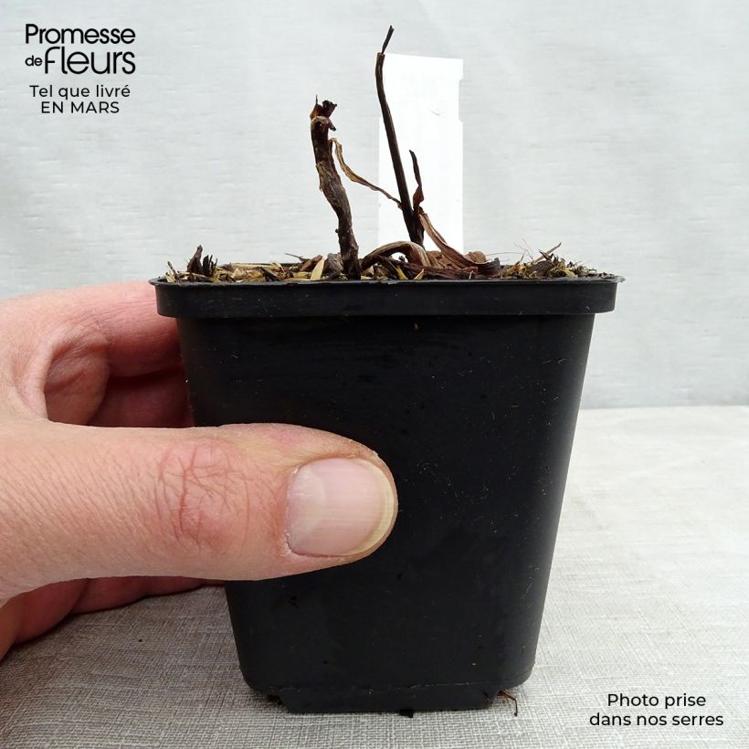 Exemplar von Tradescantia andersoniana Zwanenburg Blue - Dreimasterblume Kleine Töpfe von 8/9 cm wie im Winter geliefert