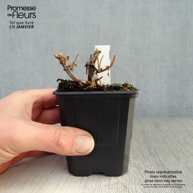 Exemplar von Sumpf-Ziest - Stachys palustris Kleine Töpfe von 8/9 cm wie im Winter geliefert