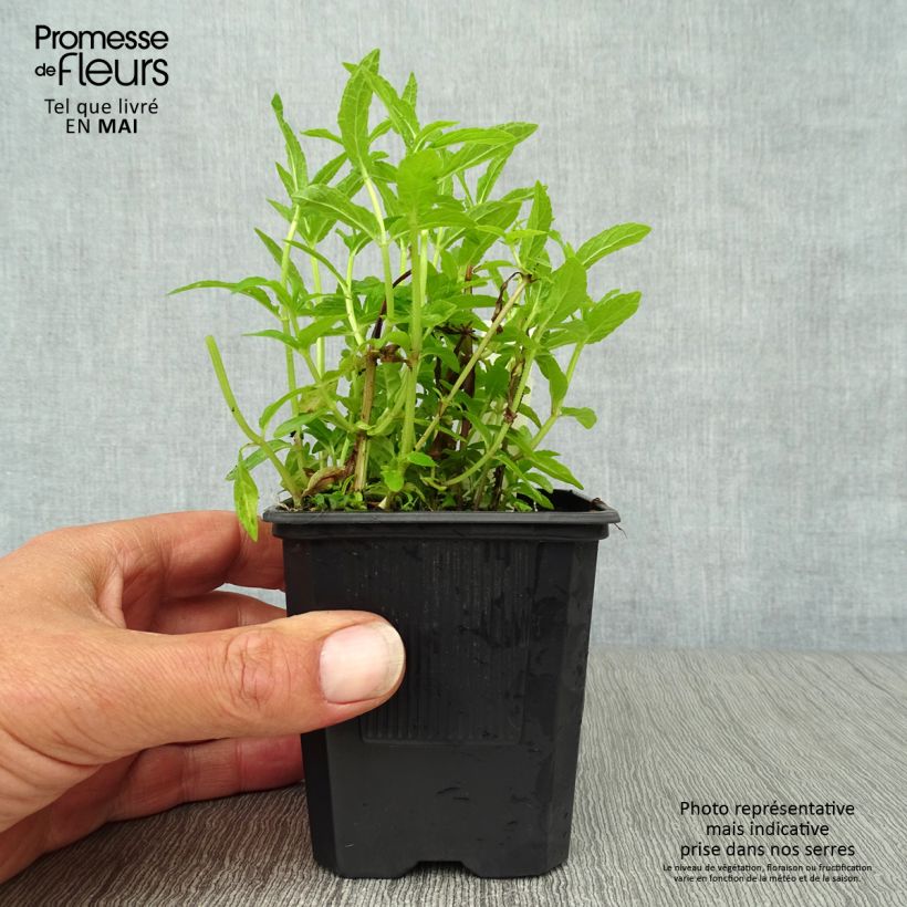 Exemplar von Sumpf-Ziest - Stachys palustris Kleine Töpfe von 8/9 cm wie im Frühjahr geliefert