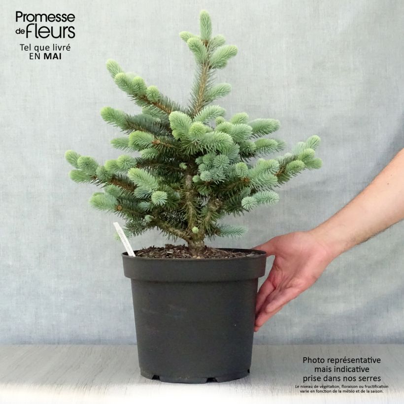 Exemplar von Picea pungens Glauca Globosa Topf mit 4L/5L wie im Frühjahr geliefert