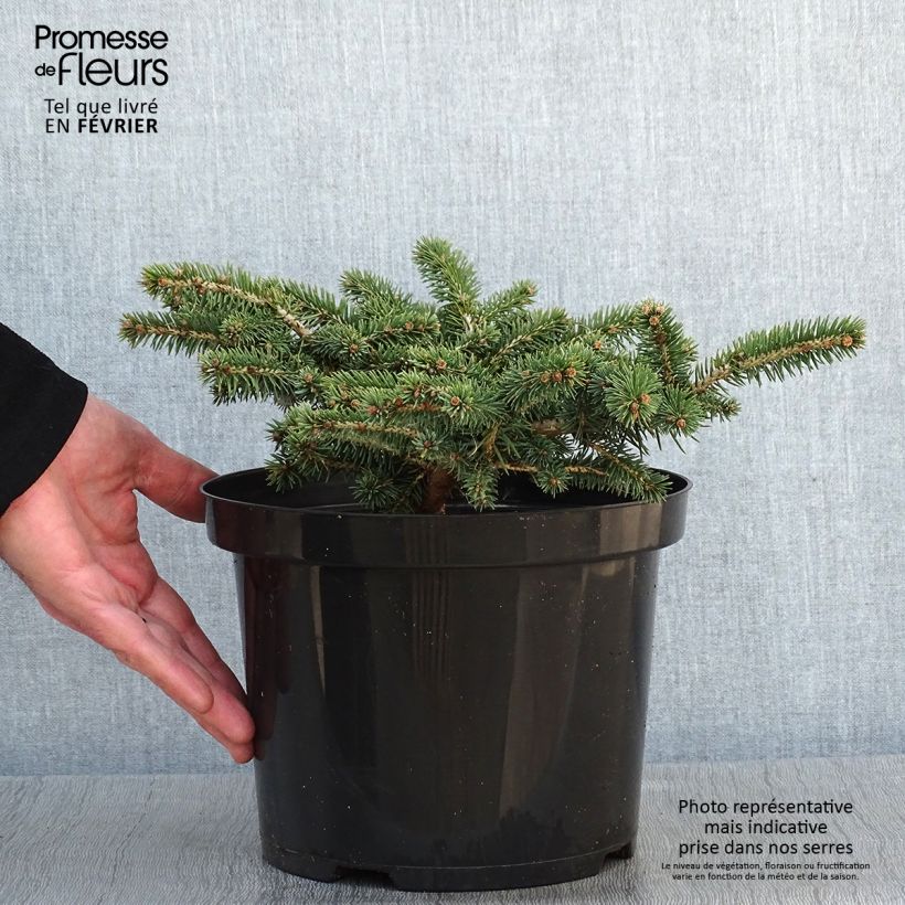 Exemplar von Picea pungens Sonia Topf mit 4L/5L wie im Winter geliefert