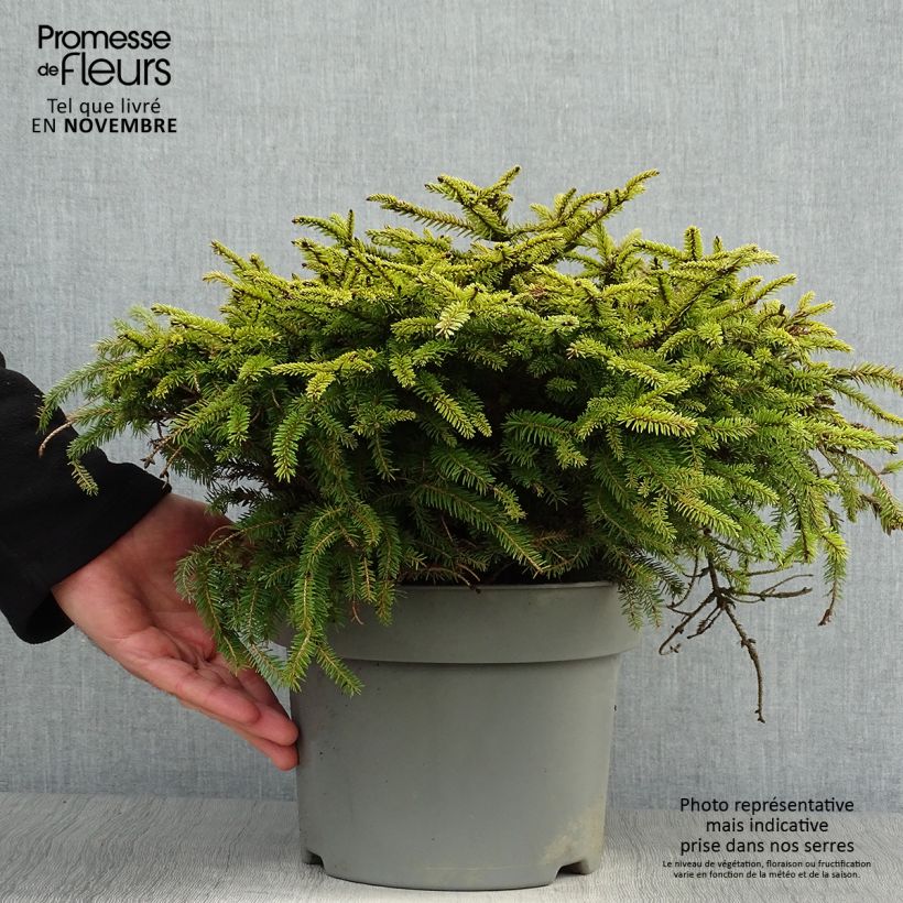 Exemplar von Picea abies Nidiformis Topf mit 2L/3L wie im Herbst geliefert
