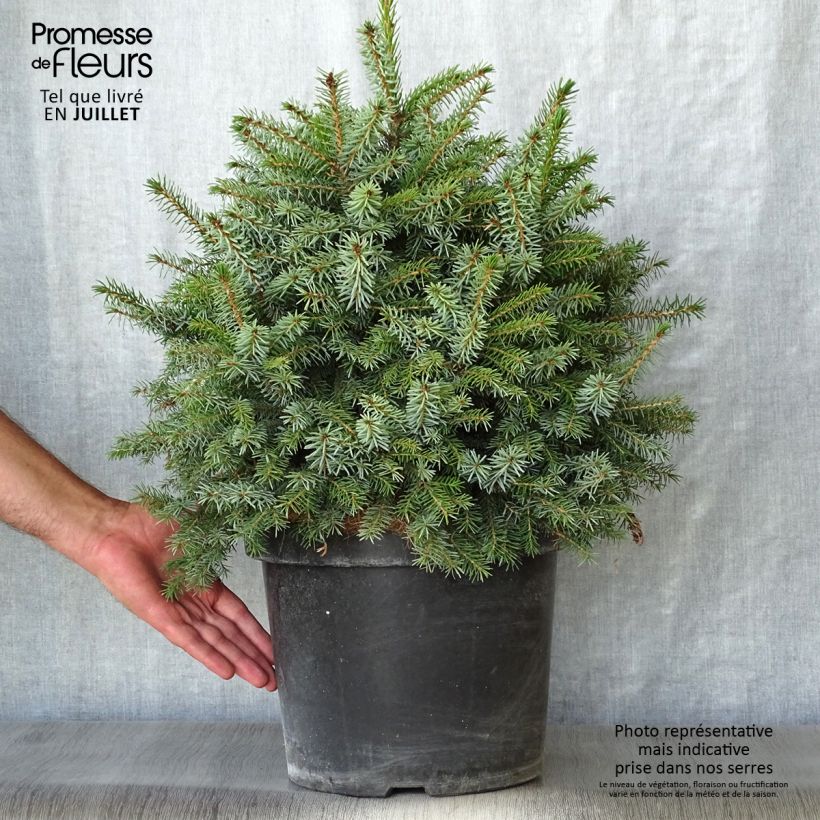 Exemplar von Picea omorika Nana Topf mit 7,5L/10L wie im Sommer geliefert