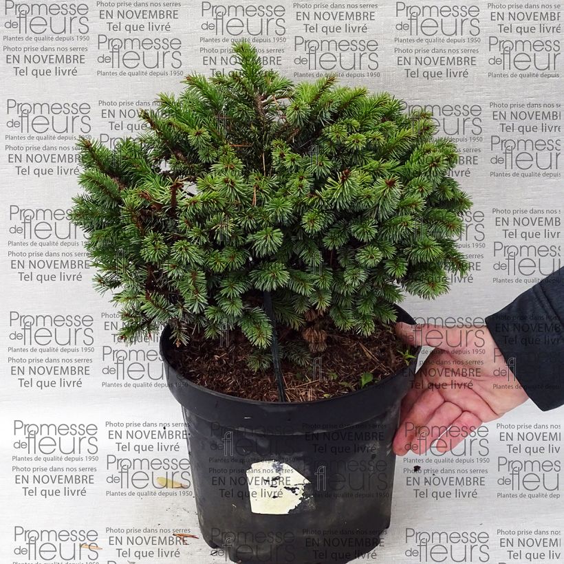 Beispiel eines Exemplars von Picea sitchensis Rom Topf mit 7,5L/10L wie geliefert