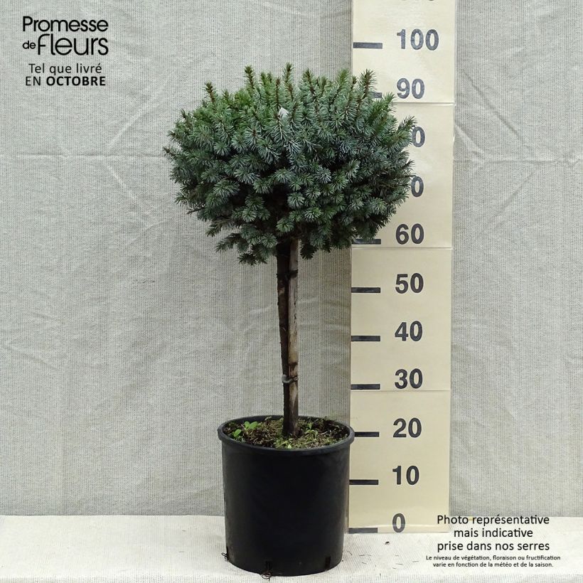 Exemplar von Picea sitchensis Silberzwerg Topf mit 12L/15L wie im Herbst geliefert