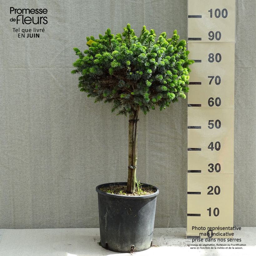 Exemplar von Picea sitchensis Silberzwerg Topf mit 12L/15L, Stamm wie im Frühjahr geliefert