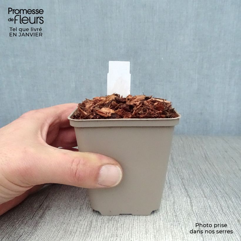 Exemplar von Epilobium angustifolium Stahl Rose - Schmalblättriges Weidenröschen Kleine Töpfe von 8/9 cm wie im Winter geliefert