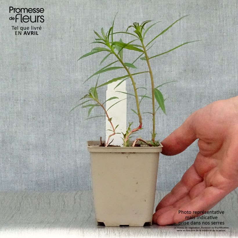 Exemplar von Epilobium angustifolium Stahl Rose - Schmalblättriges Weidenröschen Kleine Töpfe von 8/9 cm wie im Frühjahr geliefert