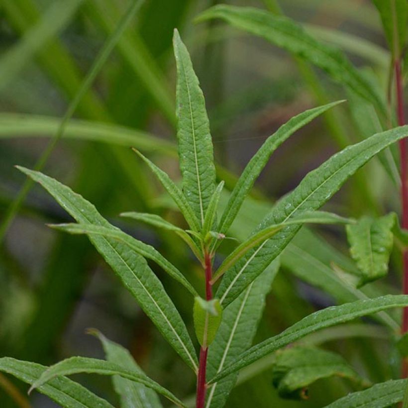 Epilobium angustifolium Stahl Rose - Schmalblättriges Weidenröschen (Laub)