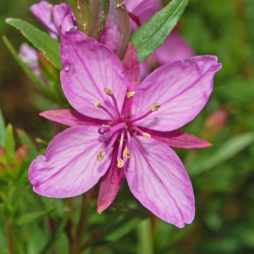 Epilobium fleischeri - Kies-Weidenröschen (Blüte)