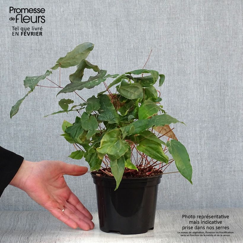 Exemplar von Epimedium Elenwe - Elfenblume Topf mit 1,5L/2L wie im Winter geliefert