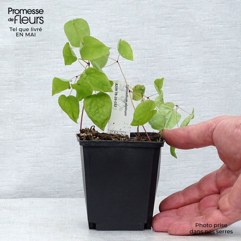 Exemplar von Epimedium alpinum - Alpen-Sockenblume Kleine Töpfe von 8/9 cm wie im Frühjahr geliefert